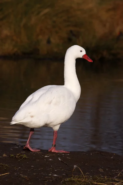 Coscoroba cigno, Coscoroba coscoroba — Foto Stock