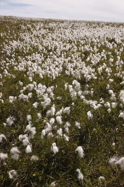 Cotton grass, Eriophorum vaginatum — Stock Photo, Image