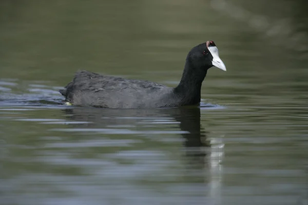 Tepeli ya da kırmızı burda coot, fulica cristata — Stok fotoğraf