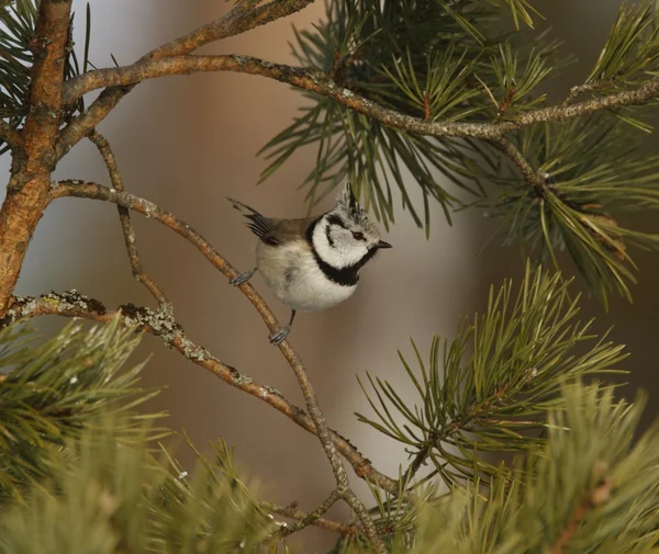 Haubenmeise, Parus cristatus — Stockfoto