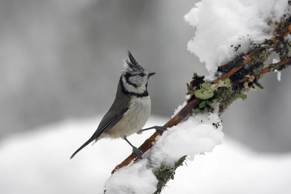 凤头山雀、 parus cristatus — 图库照片