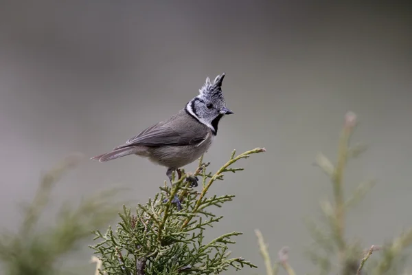 Haubenmeise, Parus cristatus — Stockfoto