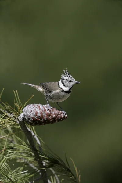 Haubenmeise, Parus cristatus — Stockfoto