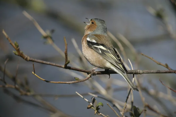 チャットフィンチ、fringilla coelebs — ストック写真