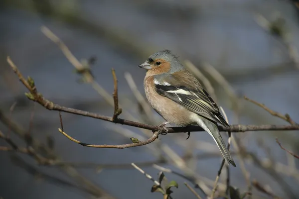 燕雀，fringilla coelebs — 图库照片