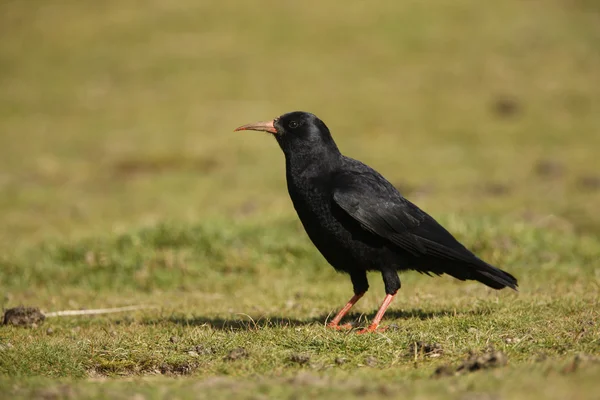 红嘴山鸦、 pyrrhocorax pyrrhocorax — 图库照片