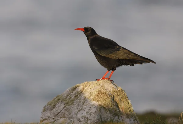 Chough, Pyrrhocorax pyrrhocorax — Stock Photo, Image