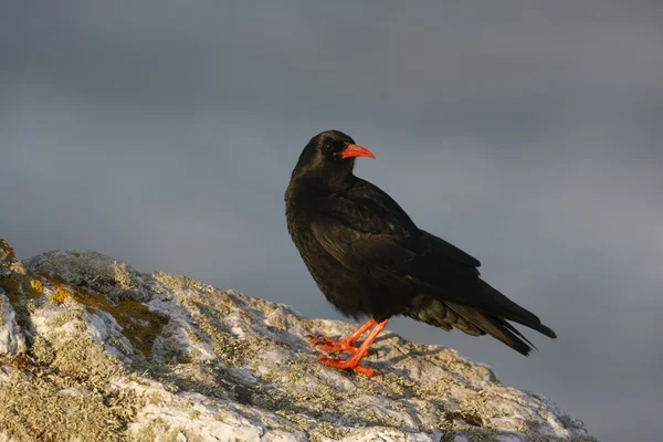 Alpkråkan, pyrrhocorax pyrrhocorax — Stockfoto