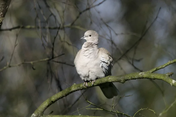 Collared dove, Streptopelia decaocto — Stock Photo, Image