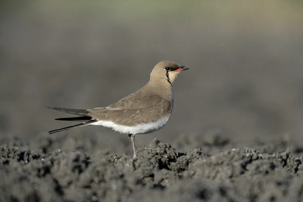 Pratincole à collier, Glareola pratincola — Photo