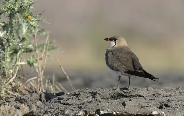 只的 pratincole，燕鸻 — 图库照片