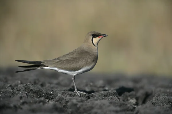 Collared vadarsvala, glareola pratincola — Stockfoto