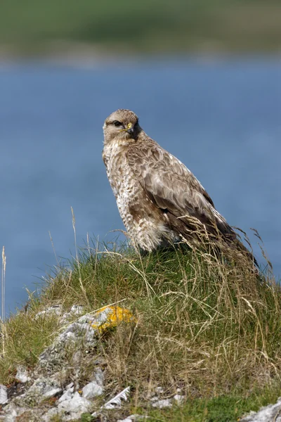 Mäusebussard, Buteo buteo — Stockfoto