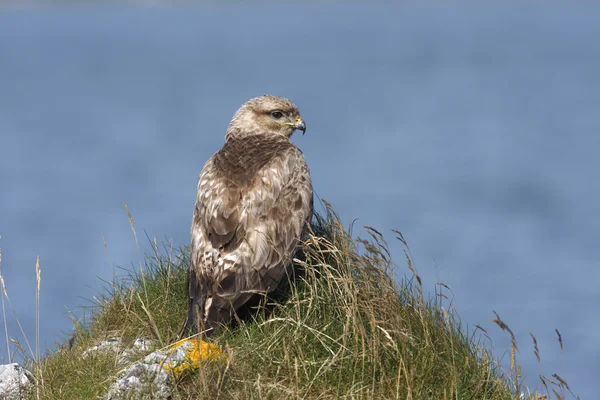 Káně lesní, buteo buteo — Stock fotografie