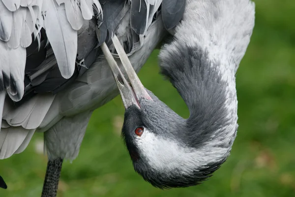 Běžný jeřáb, Grus Grus — Stock fotografie