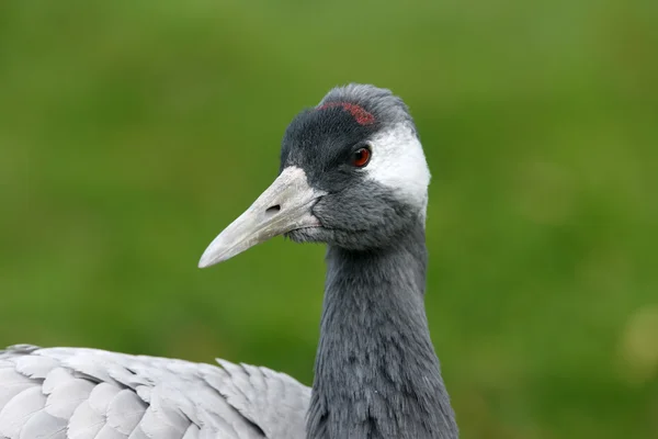 Guindaste comum, Grus Grus — Fotografia de Stock