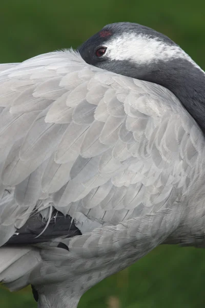 Yaygın vinç, Grus Grus — Stok fotoğraf