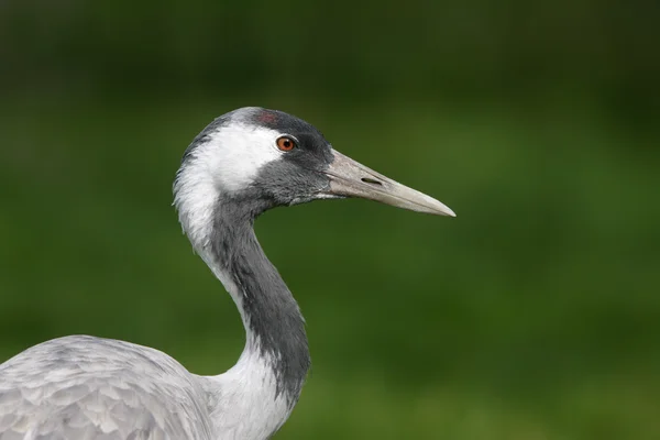 Gewone kraan, Grus Grus — Stockfoto