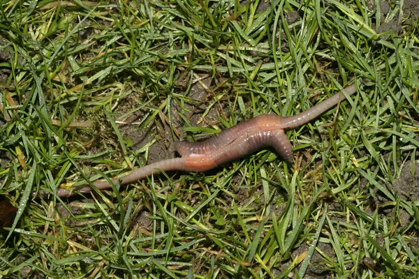 Обыкновенный земляной червь, Lumbricus terrestris — стоковое фото