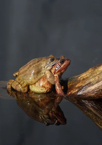 Żaba zwyczajna — Zdjęcie stockowe