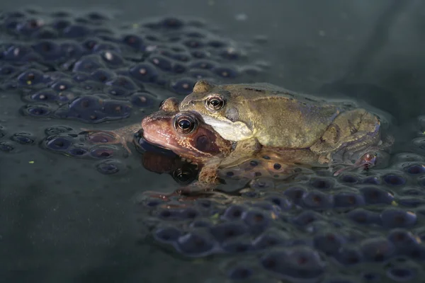 Żaba zwyczajna — Zdjęcie stockowe