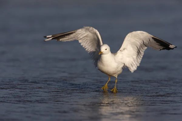 Mewa pospolita larus canus, — Zdjęcie stockowe