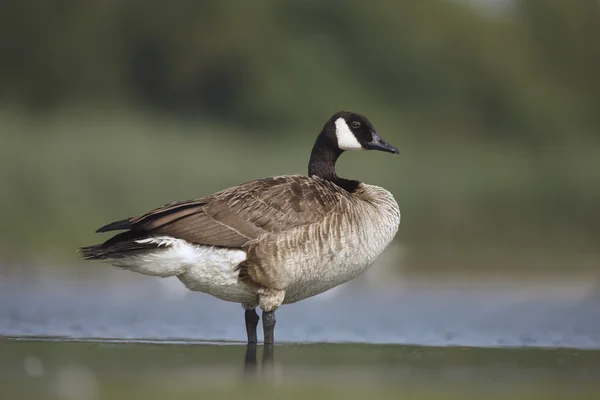 Ganso do Canadá, Branta canadensis — Fotografia de Stock