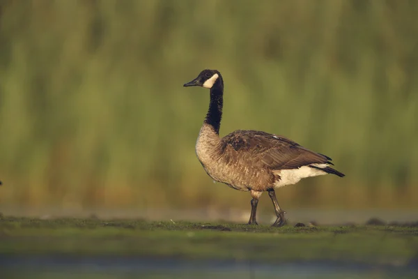 Ganso de Canadá, Branta canadensis — Foto de Stock