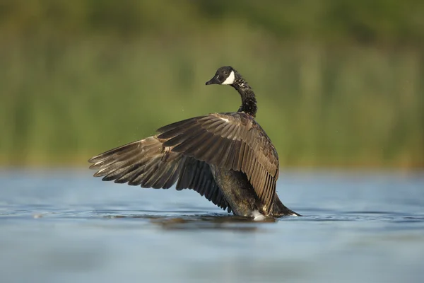 加拿大鹅，Branta canadensis — 图库照片