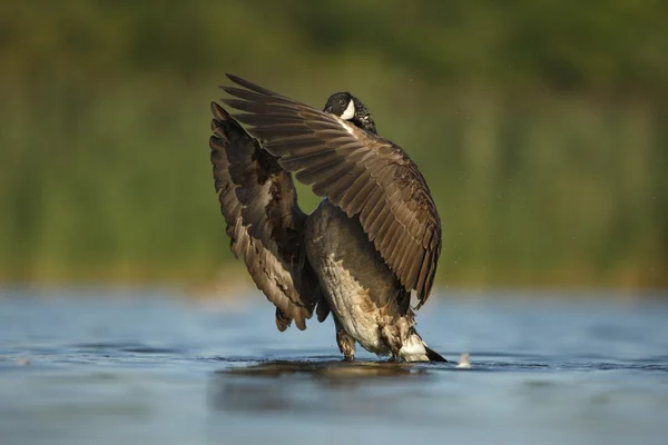 Canadese gans, Branta canadensis — Stockfoto