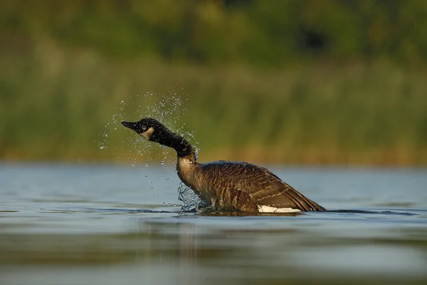 Canadese gans, Branta canadensis — Stockfoto