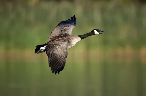 Ganso de Canadá, Branta canadensis —  Fotos de Stock