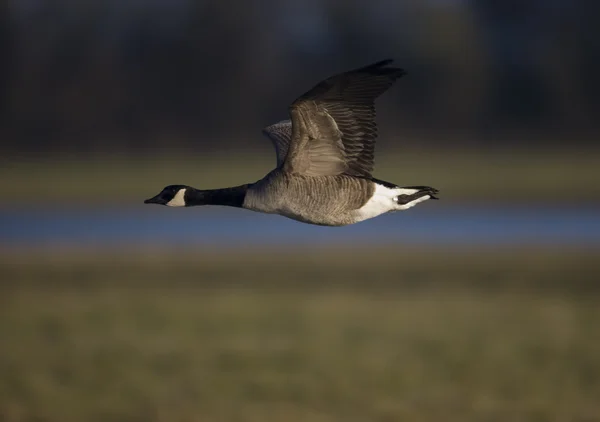 Canada goose, Branta canadensis — Stock Photo, Image