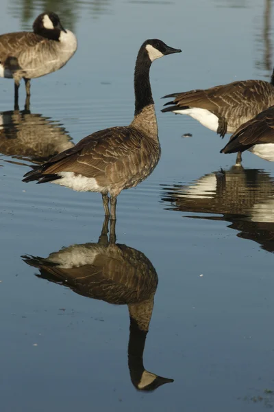 Kanada husa, Branta canadensis — Stock fotografie