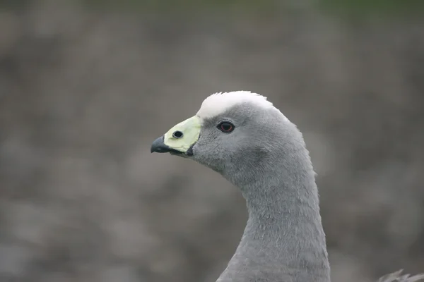 Cape kısır kaz, cereopsis novaehollandiae — Stok fotoğraf