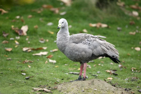 Cape barren goose, Cereopsis novaehollandiae — Stock Photo, Image