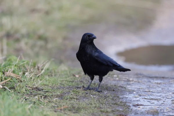 Carrion crow, Corvus corone, — Stock Photo, Image