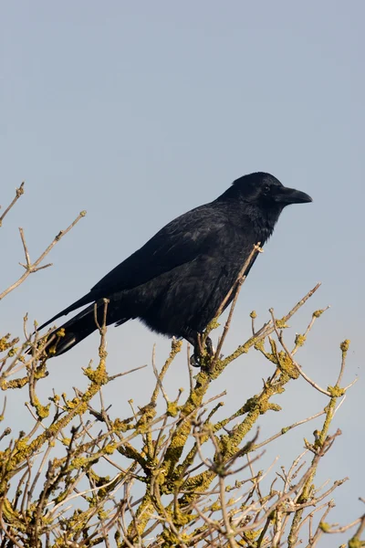 Carrion crow, Corvus corone, — Stock Photo, Image