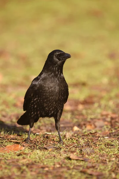 Ворона чорна corvus Короне, — Stock Fotó
