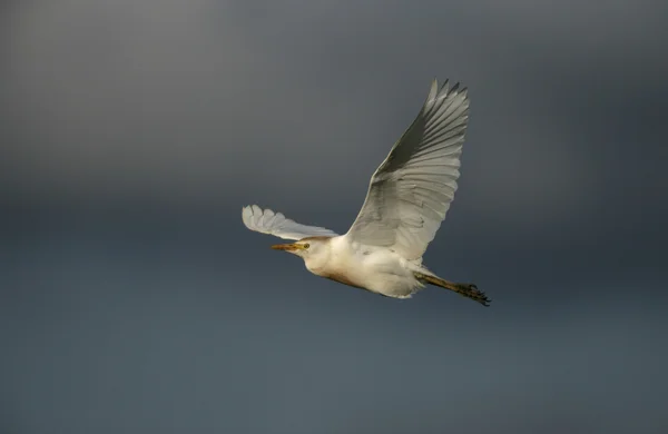 Egret ternak, Bubulcus ibis — Stok Foto