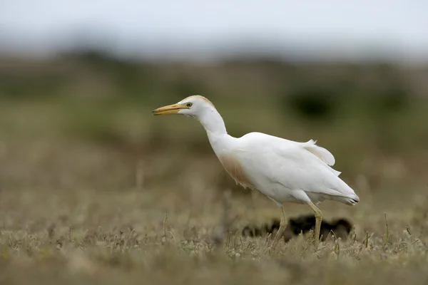 Hovězí orel, Bubulcus ibis — Stock fotografie