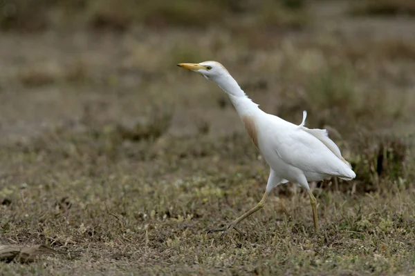 Bovinocultura, Bubulcus ibis — Fotografia de Stock