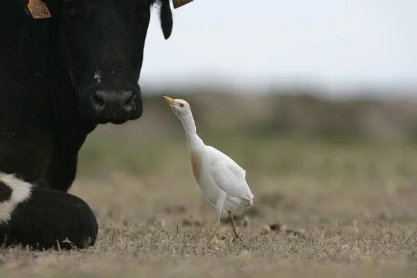 Garceta de ganado, Bubulcus ibis — Foto de Stock