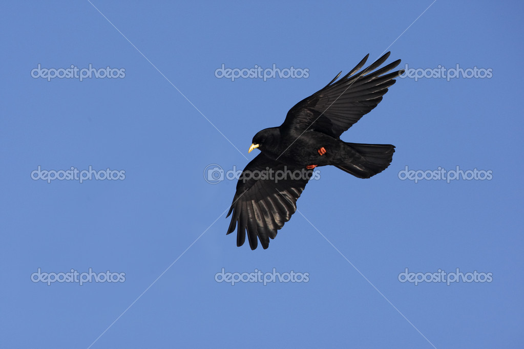 Chocard à Bec Ou Le Crave à Bec Rouge Pyrrhocorax Graculus