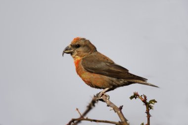 Crossbill, Loxia curvirostra clipart