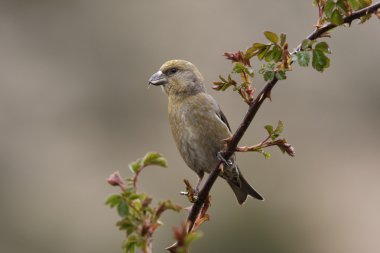 Crossbill, Loxia curvirostra clipart