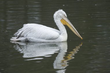 Dalmaçyalı Pelikan, pelecanus crispus