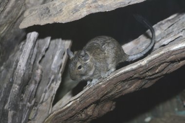 Degu, Octodon degus