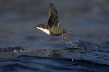 Kara karınlı Kepçe, cinclus cinclus cinclus