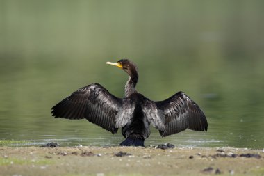 Çift Tepeli karabatak, phalacrocorax auritus